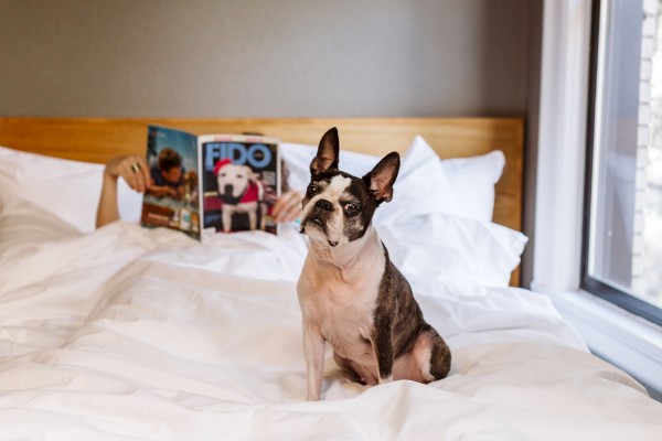 A Boston Terrier sits on a bed while a person reads a dog magazine in the background.