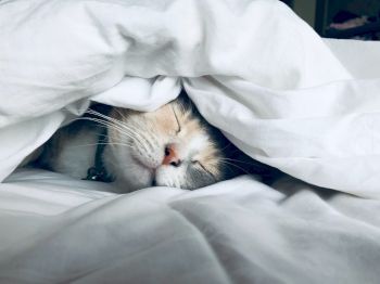 A cat is peacefully sleeping under white blankets, with its head and part of its body visible.