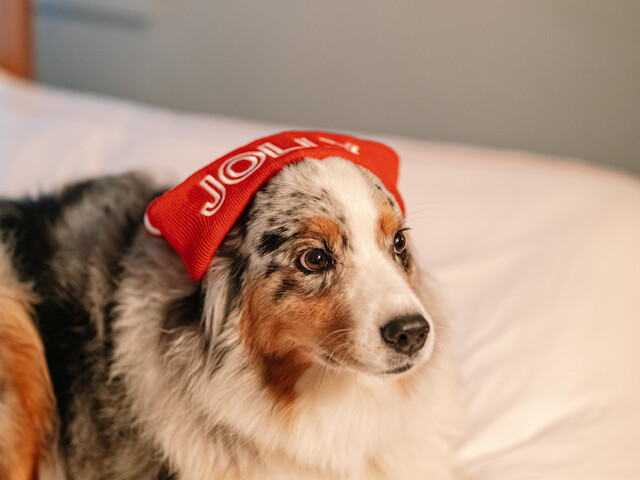 A fluffy dog is lying on a bed, wearing a red Santa hat, looking relaxed and content.