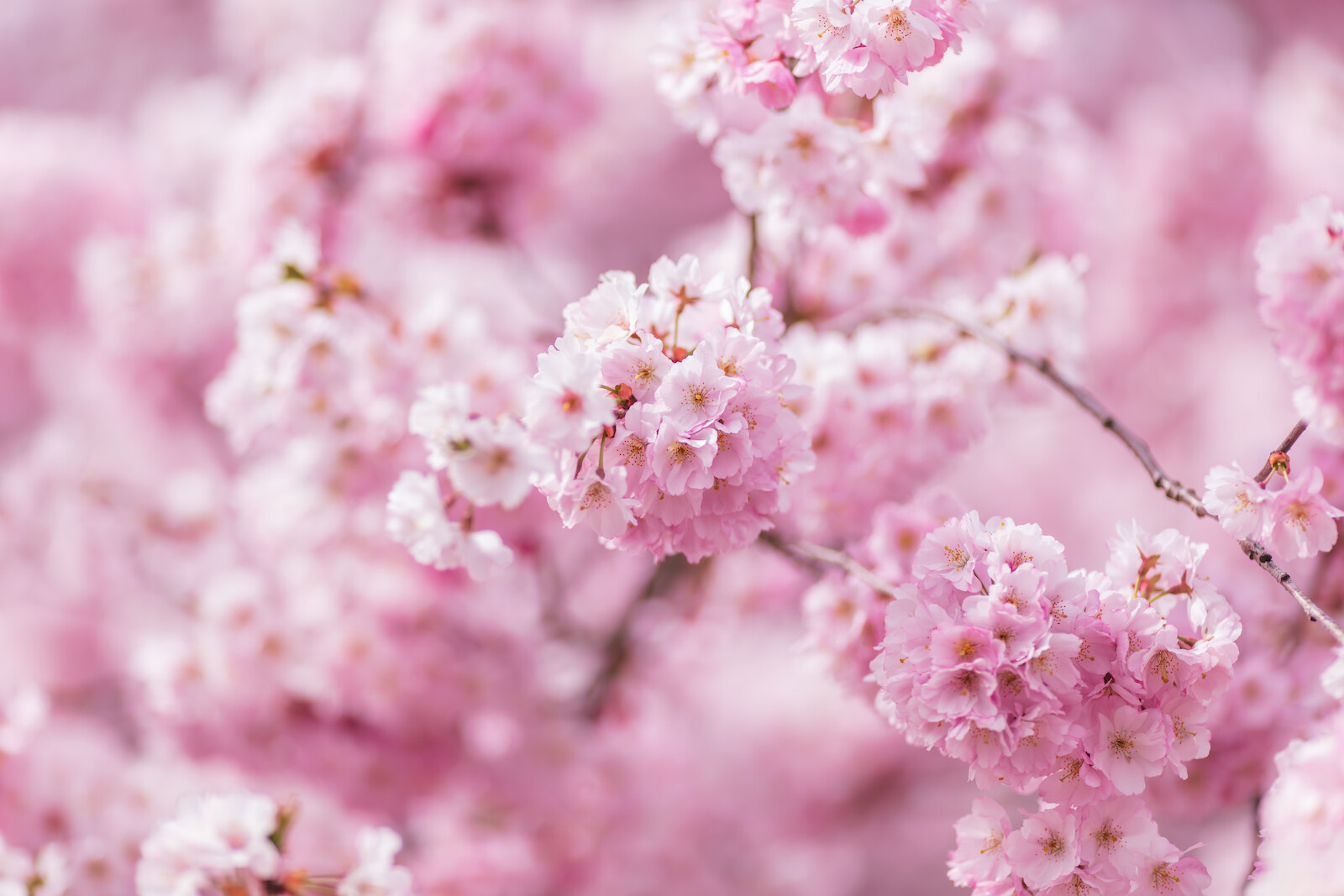 Pink cherry blossoms in full bloom on a soft background.