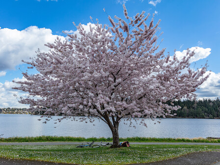A pink cherry blossom tree by a lake with a person resting underneath and bicycles nearby on a bright, partly cloudy day.